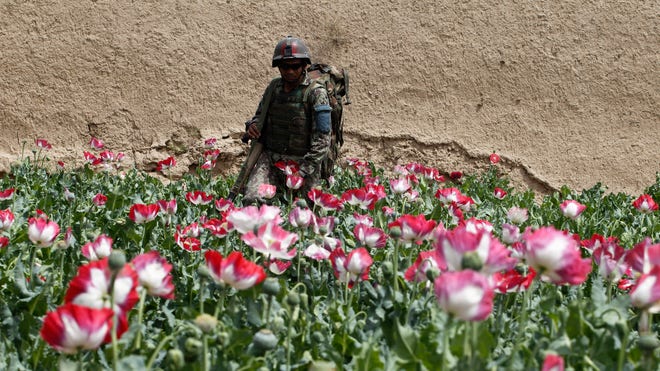 Reuters Afghanistan Poppies.jpg